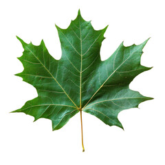 Fototapeta premium A green maple leaf against a white background.