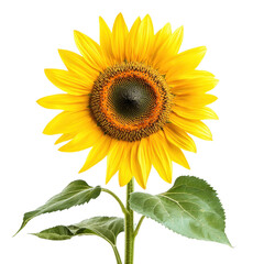 A vibrant sunflower with yellow petals and a brown center, set against a white background.