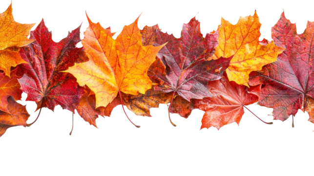 A colorful autumnal border of maple leaves in shades of orange, yellow, and red against a white background.