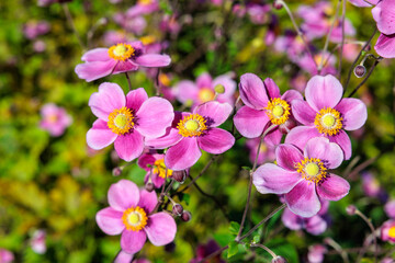 Close-up of beautiful Anemone Diana flowers blooming in the garden.