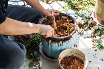 A person is engaged in repotting a plant, using tools to handle soil and a pot.