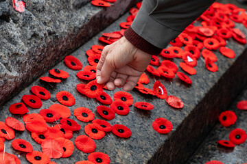 Hand placing red poppy flowers on war memorial on Remembrance Day in Ottawa, Canada.