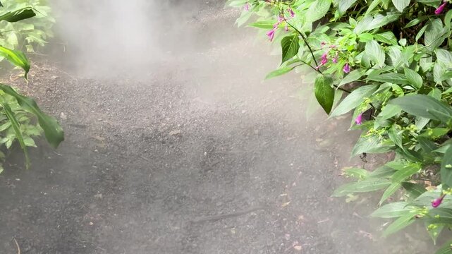 Smoke Rising on Garden Path Among Strobilanthes Plants