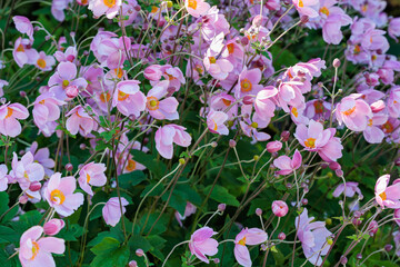 Beautiful sight of Japanese anemone flowers blooming in an autumn garden.