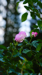 Close-up of a group of pink roses on a blurred background.