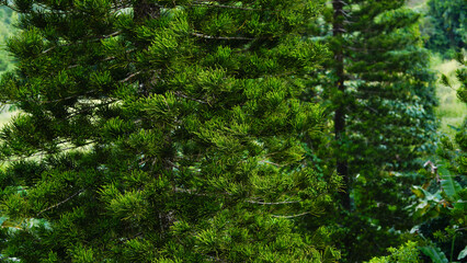 Araucaria heterophylla (Salisb.) Franco Norfolk Island-pine