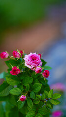 Close-up of a group of pink roses on a blurred background.