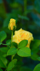 Close-up of a group of yellow roses on a blurred background.