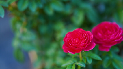 Close-up of two pink roses on a blurred background