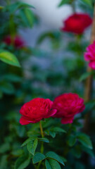 Close-up of a group of red roses on a blurred background.