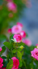 Close-up of a group of pink roses on a blurred background.
