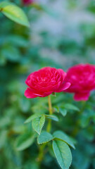 Close-up of two pink roses on a blurred background