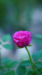 Close-up of one pink rose on a blurred background, perfect for Valentine's Day.