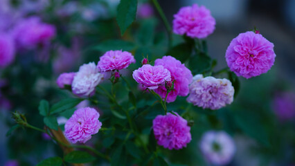 Close-up of a group of pink roses on a blurred background.