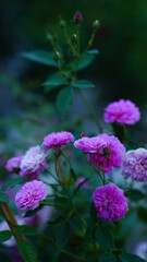Close-up of a group of pink roses on a blurred background.