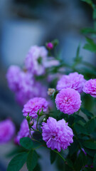 Close-up of a group of pink roses on a blurred background.