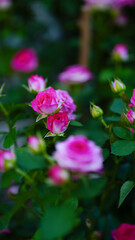 Close-up of a group of pink roses on a blurred background.