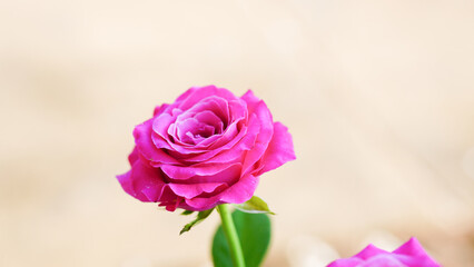 Close-up of two pink roses on a blurred background