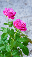 Close-up of two pink roses on a blurred background