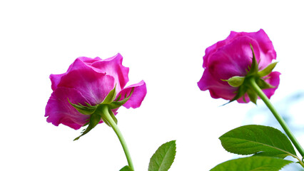 Fototapeta premium Close-up of two pink roses on a blurred background