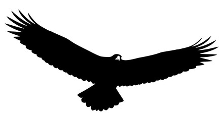 Obraz premium Flying bird of prey silhouette with fully spread wings used for logos or mascots design isolated PNG with Transparent Background