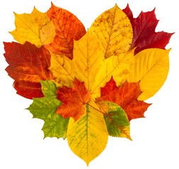Fototapeta premium Heart autumn leaves