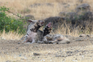 Pair of playful Striped Hyena cubs in the grasslands of Maharashtra, India