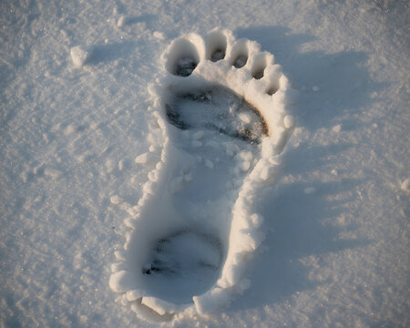 Deep bear paw print pressed into fresh winter snow casting long shadows in golden hour sunlight, hinting at wilderness adventures and nature's raw power.