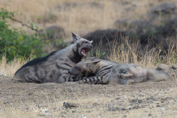 Pair of playful Striped Hyena cubs in the grasslands of Maharashtra, India