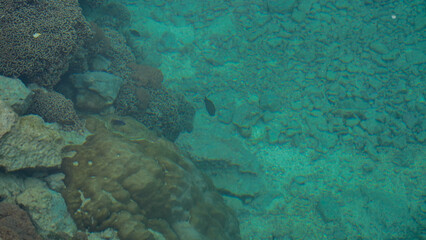 Coral reef and tropical fish underwater in clear blue sea