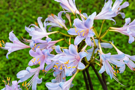 Blue-pink licorice squamigera flowers blooming in the autumn garden.
