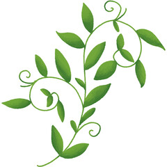 Curled vine botanical line