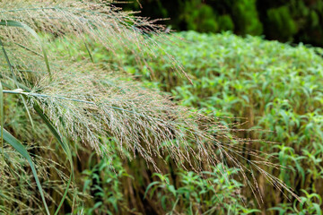 Panicum virgatum Dallas Blues growing in the summer garden.
