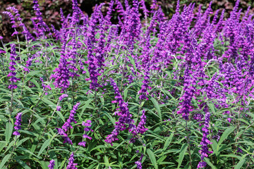 Fototapeta premium Close up of Salvia leucantha flowers blooming in a garden in autumn.