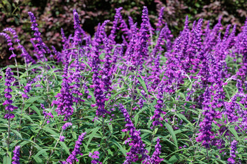 Close up of Salvia leucantha flowers blooming in a garden in autumn.