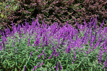 Obraz premium Salvia leucantha flowers in the garden blooming in autumn.