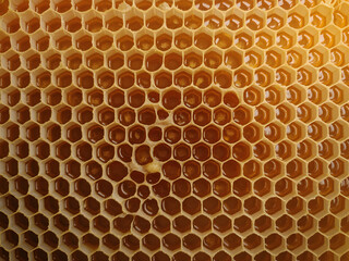 Golden amber honey fills hexagonal cells of a natural honeycomb, showcasing nature's sweet, organic bounty in mesmerizing detail.