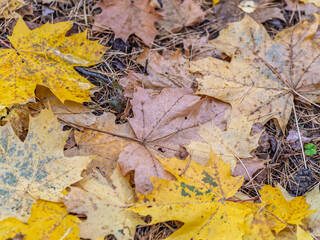 Orange and yellow fallen leaves in the sunlight.