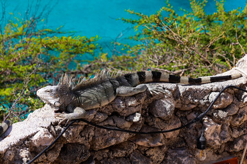 iguana on the rock