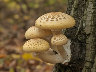 Cluster of delicate pale yellow mushrooms with patterned caps emerge from rough bark on a tree trunk amidst autumn foliage