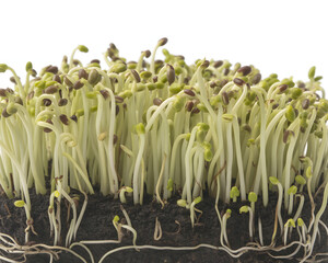 Vibrant new growth sprouts emerge from rich dark soil, showcasing delicate roots and fresh green shoots in a macro detail