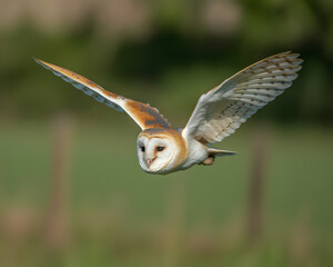 Majestic Barn Owl soaring gracefully through a sunlit meadow showcasing its intricate feather details and silent flight