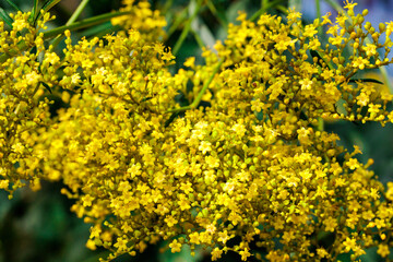 Close-up of beautiful blooming scabious patrinia flowers in an autumn garden.