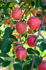 Close-up of Shinano Dolce, a delicious apple from the orchard.