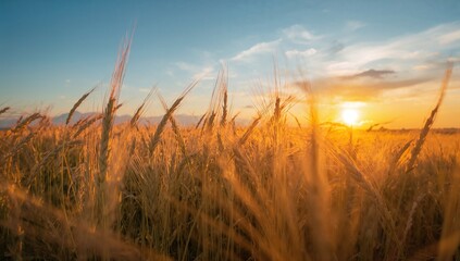 wheat field at sunset