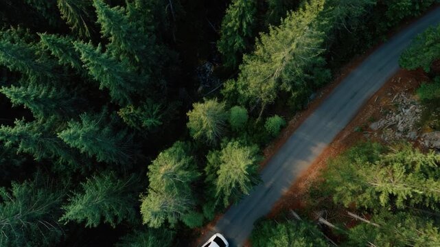 Aerial View of Winding Road in Lush Forest: An elevated perspective reveals a scenic winding road cutting through a verdant forest, with towering trees casting shadows.