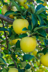 Shinano Gold, a delicious apple variety from the orchard.