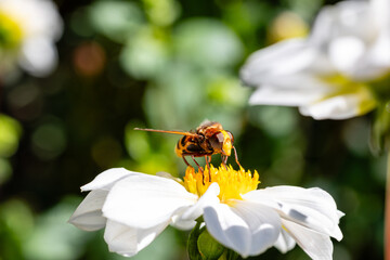 An insect pollinating a dahlia in a garden in Madrid