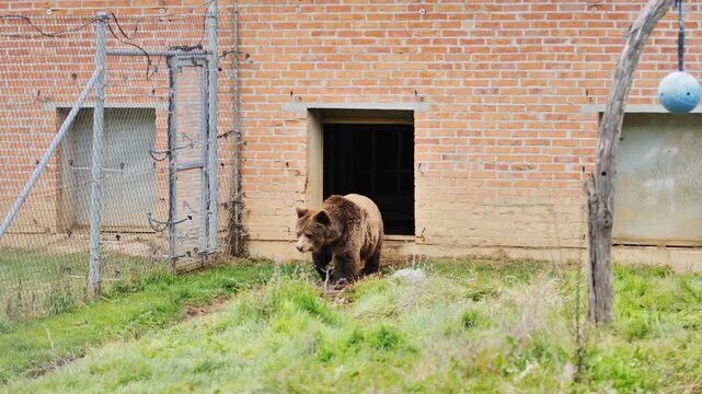 Ethical wildlife visual representing the thin border between captivity, freedom
