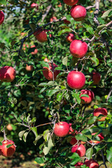 Delicious Shinano Piccolo apple variety in autumn orchard.